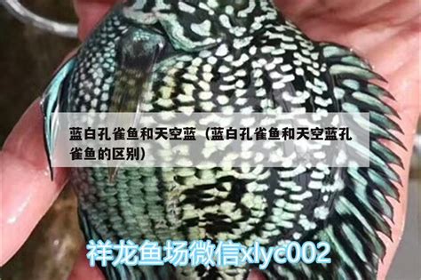 孔雀鱼水温多少度合适知乎(孔雀鱼水温几度) - 观赏鱼 - 广州观赏鱼批发市场