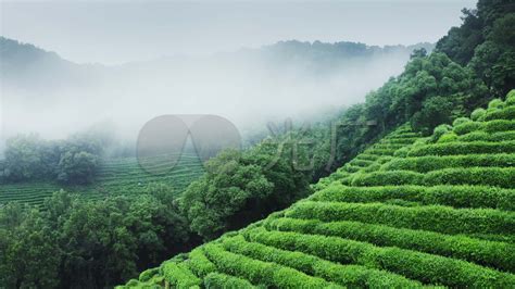2019雨林茶山行，新的起点，新的旅程！-「雨林古树茶官网」相信自然的力量───雨林古树茶, CCTV民族匠心品牌-雨林古树茶