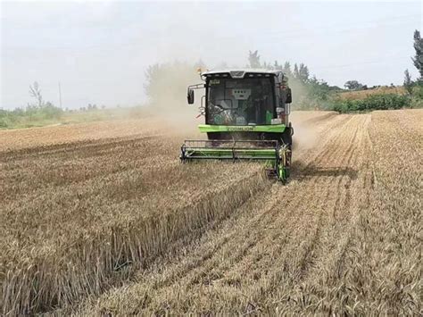 小麦抢收进展如何？面对“烂场雨”还要在哪些方面补短板？|河南省_新浪新闻