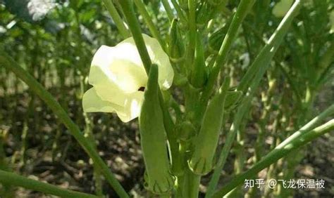 秋葵的种植方法和管理技术 —【发财农业网】