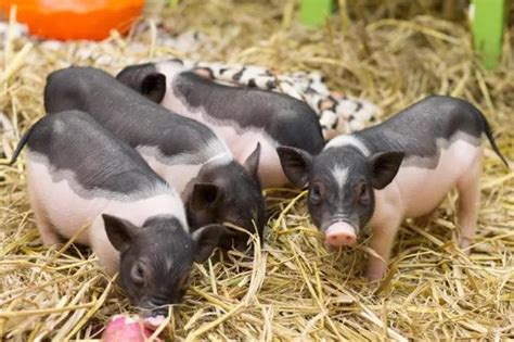 今年养猪“四大趋势，三大风险”，养猪散户的考验才刚开始！