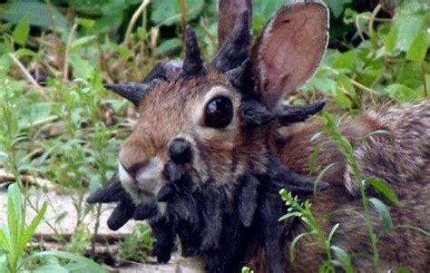 巨型食人兔恐怖图片长什么样子 你知道巨型食人兔是什么吗 - 百科 - 头条信息