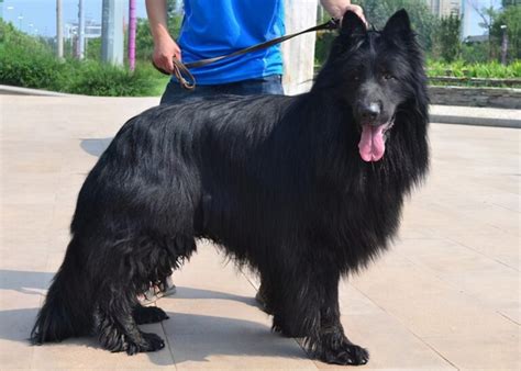 黑色的狗有什么品种（6种稀有的黑色狗狗品种介绍） - 胖萌舍宠物网