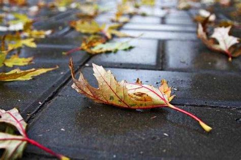 关于赞美秋天的诗-关于赞美秋天的著名诗词 _感人网