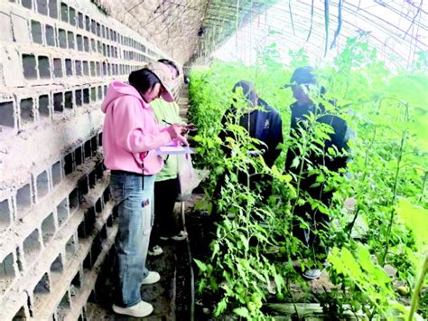 肃州区农产品质量安全检测站开展蔬菜抽样检测