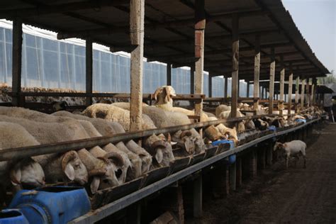 亚洲兽医在猪养场动物和养业工作喂的亚洲兽医圈谷仓生高清图片下载-正版图片307890164-摄图网