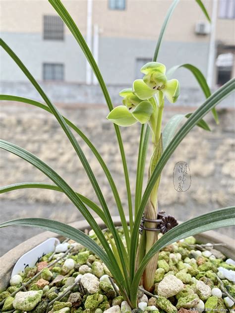宋梅兰花图片