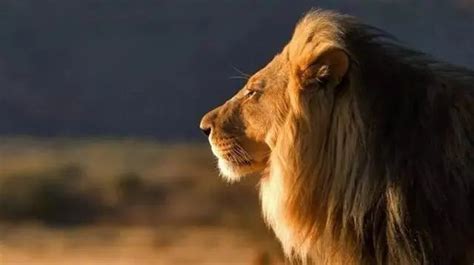 世界上最强的十大猛兽 十大猛兽真实战斗力排行 第一名不是狮子老虎 | WE生活