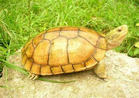 乌龟为什么爬那么慢？_百度知道