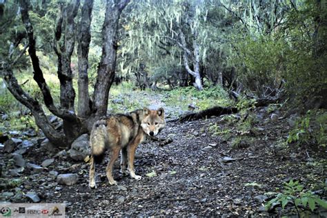 森林里的野生狼图片-狼的生活图片素材-高清图片-摄影照片-寻图免费打包下载