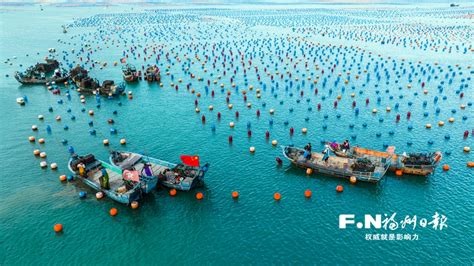 连江“海上牧场”再迎丰收季 10多亿粒鲍鱼将销往全国各大市场_焦点图_福州新闻网