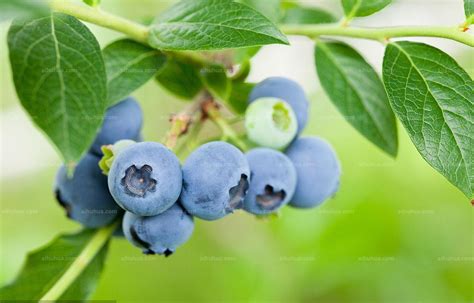 不同蓝莓品种果实品质比较与综合评价|塞拉|蓝莓|果实_新浪新闻
