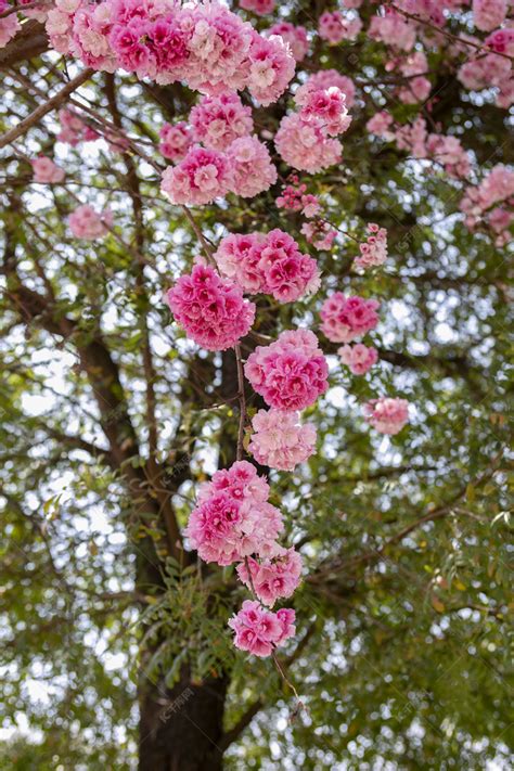 春天桃花朵朵繁花盛开摄影图高清摄影大图-千库网