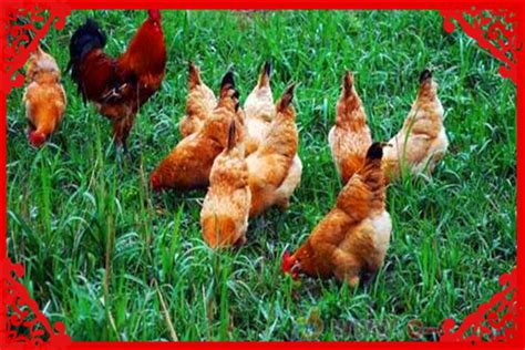 养鸡场使用空气能采暖，单只鸡采暖费用0.18-0.22元左右