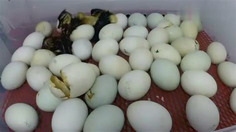 禽医王老师谈蛋鸭增蛋提高产蛋率的方法鸭蛋下降怎样回升快 - 知乎