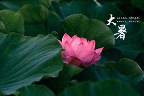 今日大暑：热҈得҈字҈都҈冒汗҈了҈ 大暑节气 高温天气 防暑降温 城市热岛 气象数据 健康防护 夏日经济 气候适应 第1张