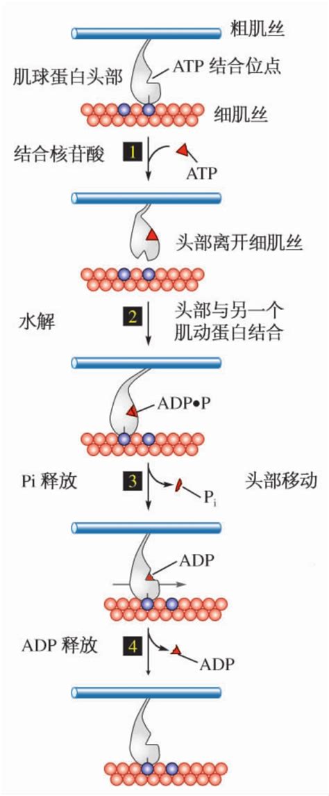 知识分享｜线粒体自噬介绍 - 知乎