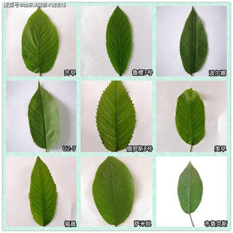 树叶种类形状及名称,各种树叶的形状及名称,各种树叶图片及树名称_大山谷图库