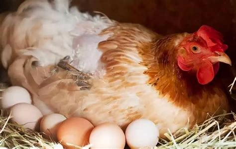母鸡在巢里下蛋高清图片下载-正版图片600188939-摄图网