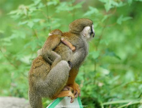【可爱的松鼠猴母子摄影图片】生态摄影_摄影爱好者-老马的博客_太平洋电脑网摄影部落