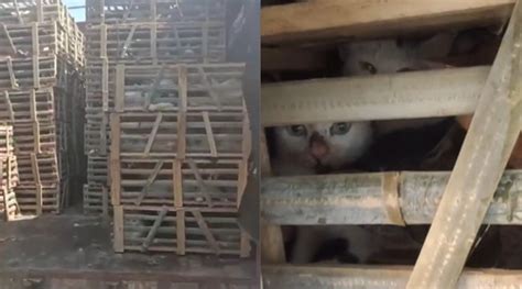 网曝江苏南通发现大型囤猫地，数千只猫咪被关密闭笼中痛苦哀嚎_手机新浪网