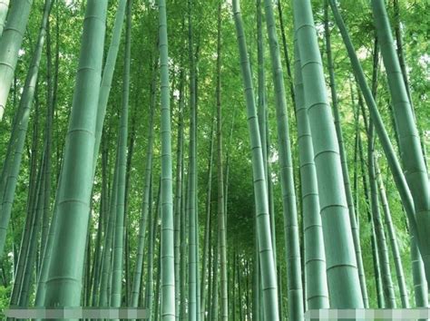 竹子的外形特征,竹子的外形特点描写,竹子的特点_大山谷图库