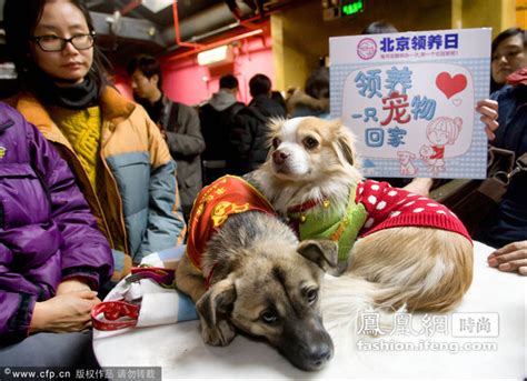 第四届北京领养日举办 100多只宠物“求包养”_时尚频道_凤凰网