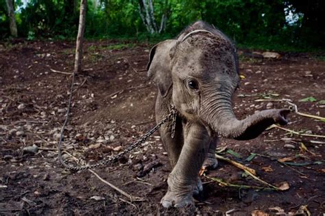 人类垃圾侵占森林，斯里兰卡的大象，被逼到在垃圾堆里找食物…… —猫先生
