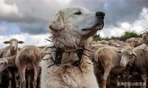 野狼大战中亚牧羊犬，却被亚牧羊犬碾压在水里，镜头记录全程！