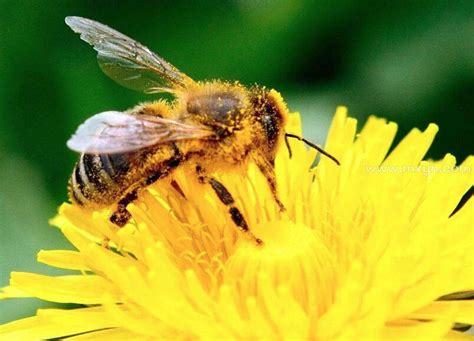 梦见被蜜蜂蜇是什么意思预兆 - 原版周公解梦大全
