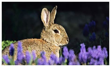 生肖兔：63年“兔兔兔兔”的下半生，老人讲的话不假，属兔人必看|金箔|兔兔|十二生肖_新浪新闻