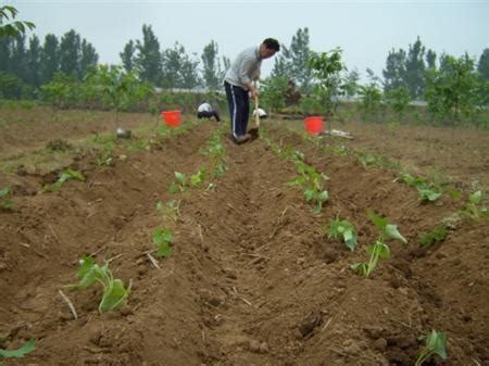 高平：推广种植“神农1号”红薯4300亩 全力打造富硒“红色”产业链_高平市人民政府网