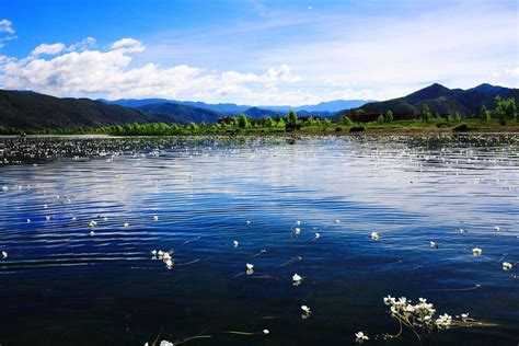 凌波而舞！云南多地水体再现“水质风向标”海菜花_新华报业网