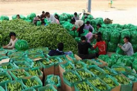 如何做蔬菜配送生意 蔬菜配送店前景分析_中国餐饮网