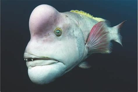 史前最恐怖的10种鱼：水滴鱼(被称为世界上最丑的生物)_奇趣解密网
