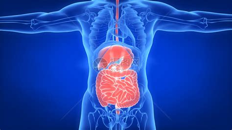 人体消化系统胃与小肠解剖动画概念视频素材_ID:VCG42N1401879835-VCG.COM