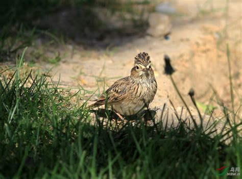 西溪湿地鸟类科普：第三期小云雀 - 中国自然保护区生物标本资源共享平台