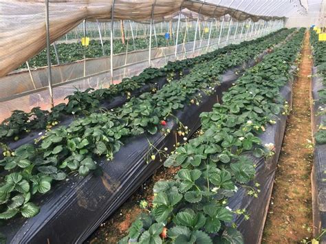高架草莓主要分为单层栽培和复合栽培。_威海东苏家生态采摘园