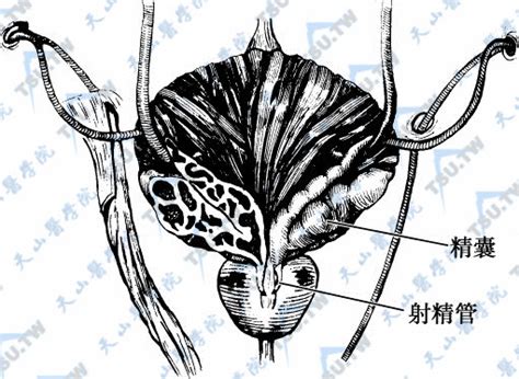 射精图图片