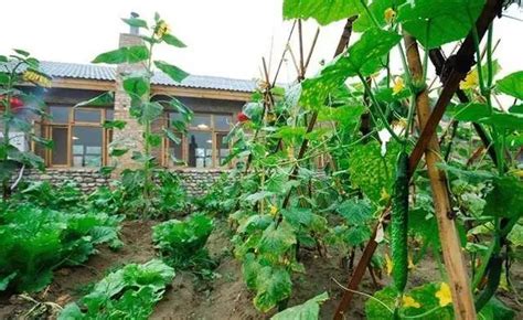 小菜园里话丰收——常州美丽乡村建设有奇招，种菜一样能绿美|绿美|常州|美丽乡村_新浪新闻