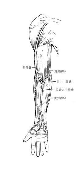 贵要静脉解剖图图片