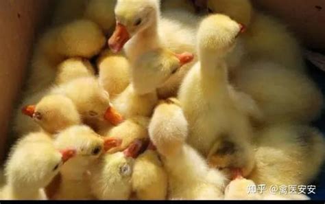 禽医安安讲让蛋鸭多下蛋的秘诀以及输卵管炎的预防鸭子吃什么产蛋率高 - 知乎
