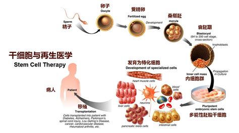 干细胞与再生医学-华卫恒源（北京）生物医药科技有限公司