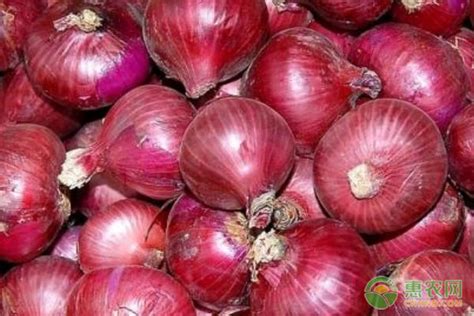 洋葱新闻-Onion Global 洋葱集团