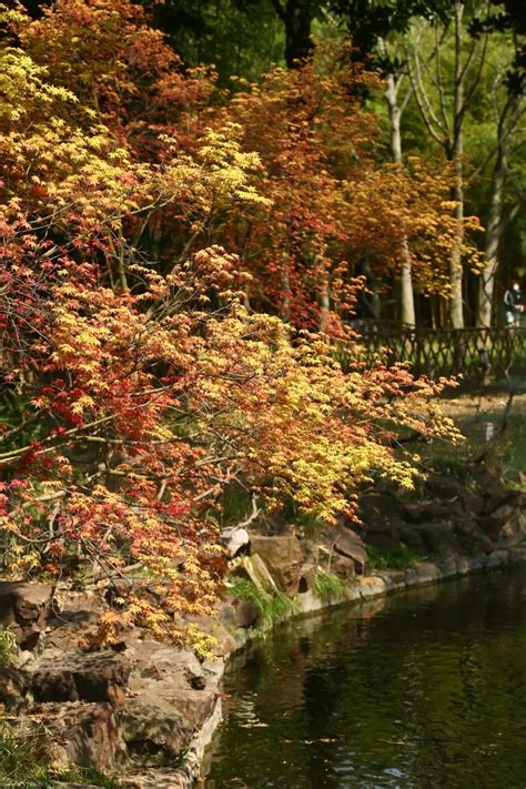 五角枫的花语和寓意 有什么特点-长景园林网