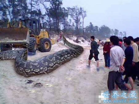 世界上最大的蛇盘点：中国发现长达55米巨蛇-参考之家