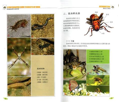 100种常见昆虫图鉴,500种昆虫图片和介绍,昆虫图鉴网_大山谷图库