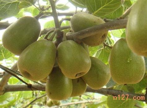 猕猴桃树苗种植方法，种植多久可以挂果-农百科