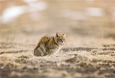 祁连山荒漠猫升级为一级保护动物_西宁市生态环境局