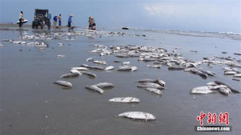 大量死鱼涌上广西白浪滩 鱼身破损疑遭电炸(组图）--环保--人民网